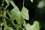 Creeping cucumber